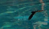 029 Bagno in piscina.jpg